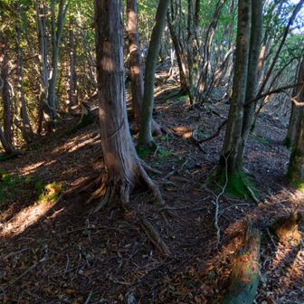荒尾山への登り返しが連続します。距離は短いのであまり気にならないかもです。