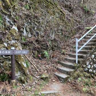階段を降りると一度舗装道路にでますが、
すぐに山道に入ります