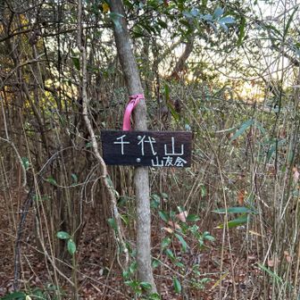 　Wiki.によれば、五月山⛰️の明確なピークは無く、先程の三角点を一般に標高としているらしい。大阪50山の一つである。
　『千代山』とは五月山の別名と思われる。かつては『池田山』と呼ばれたこともあるらしい。
　ちなみに、三角点の点名は『木部』になる。