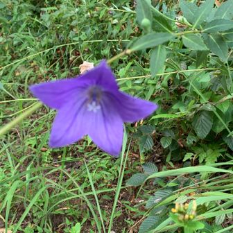 で、虹の写真を撮ろうと下に下ったら桔梗を発見🥰もう、終盤で咲いているのは一輪のみでした。