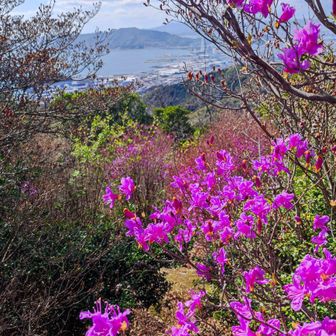 ツツジと背景の太華山