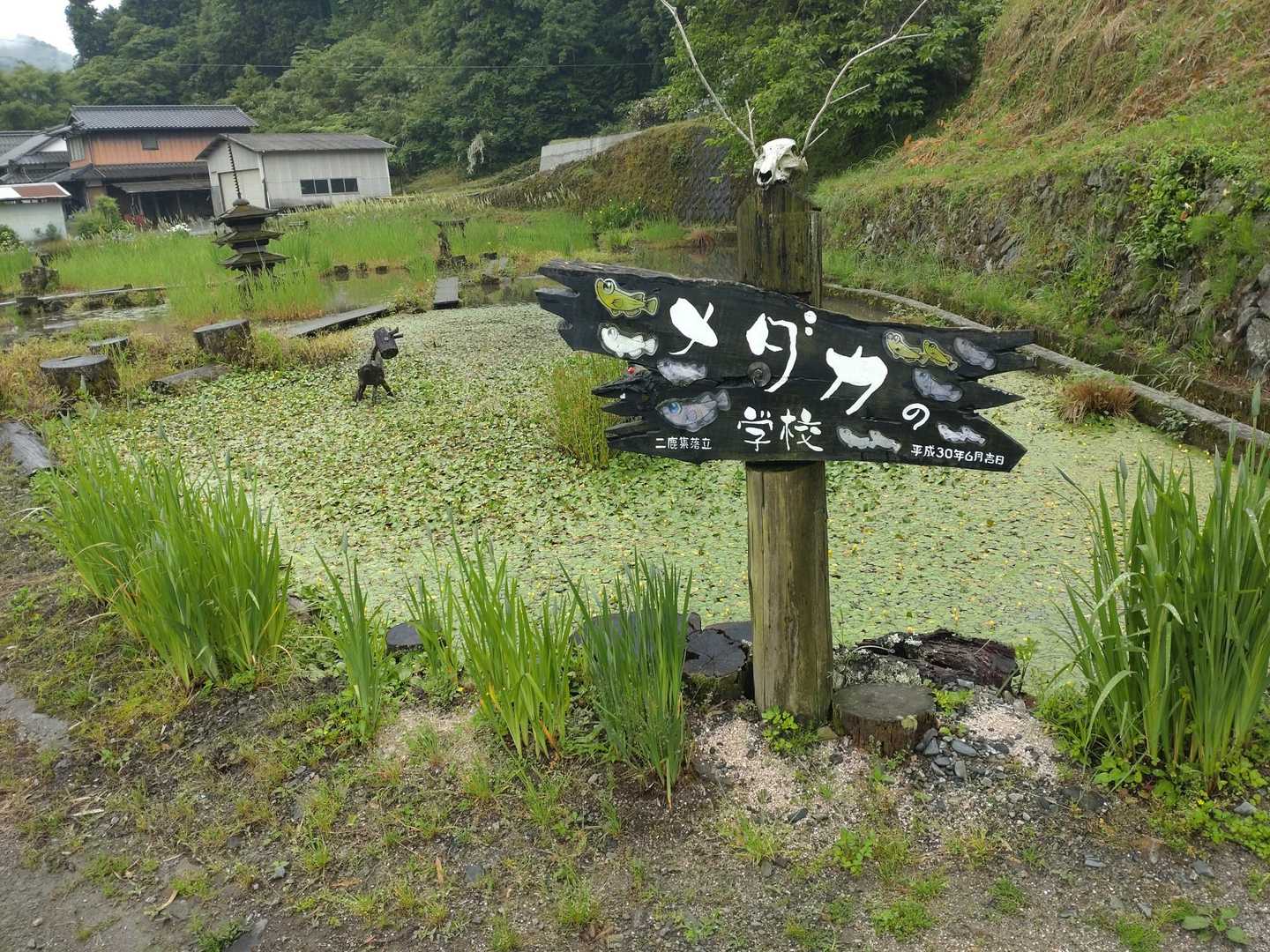 メダカの学校？
奥の池にはメダカが泳いでいました。