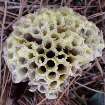 ハチの巣です。