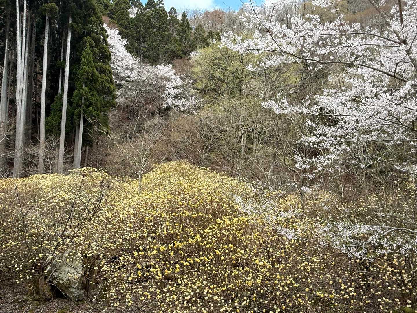 ミツマタが密集〜黒森山を下山して / カクのハイキングデータ | YAMAP