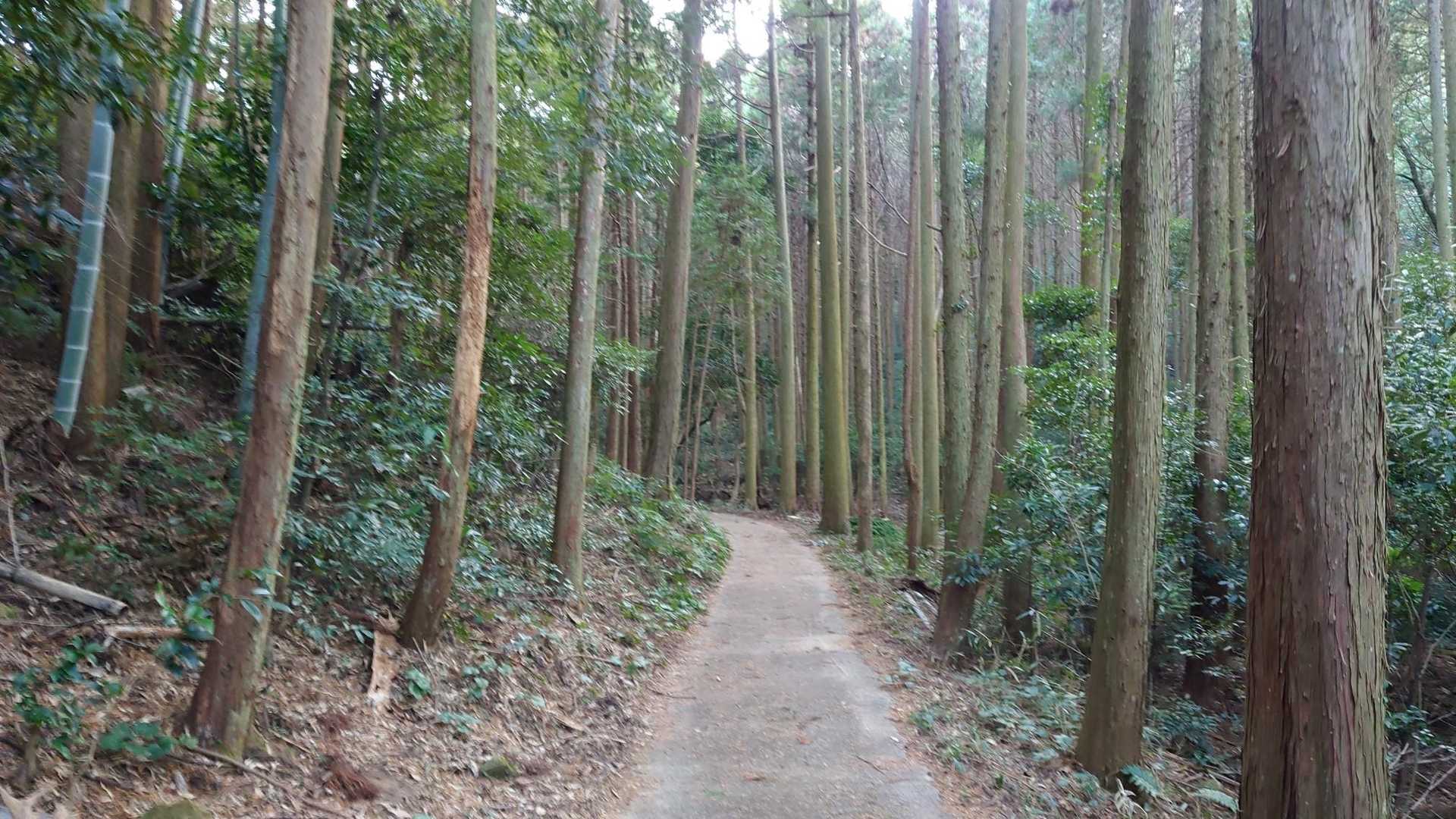 登りは最短コースを選択