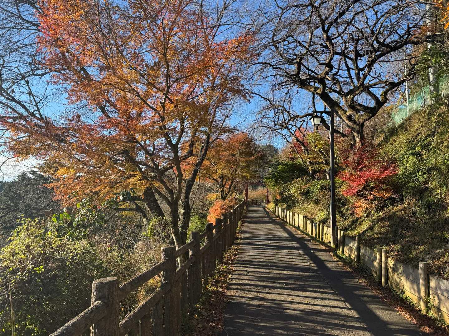 御岳山駅-御岳山-大岳山 往復コースの写真