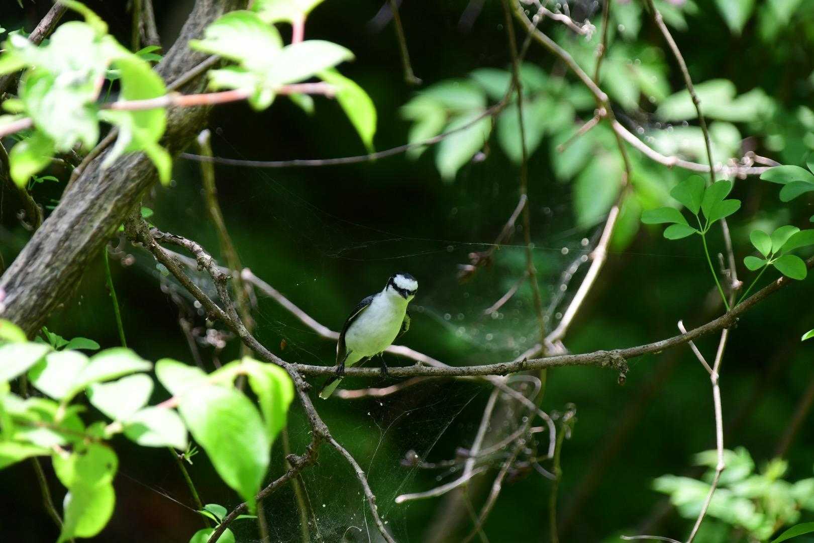サンショウクイに会えました