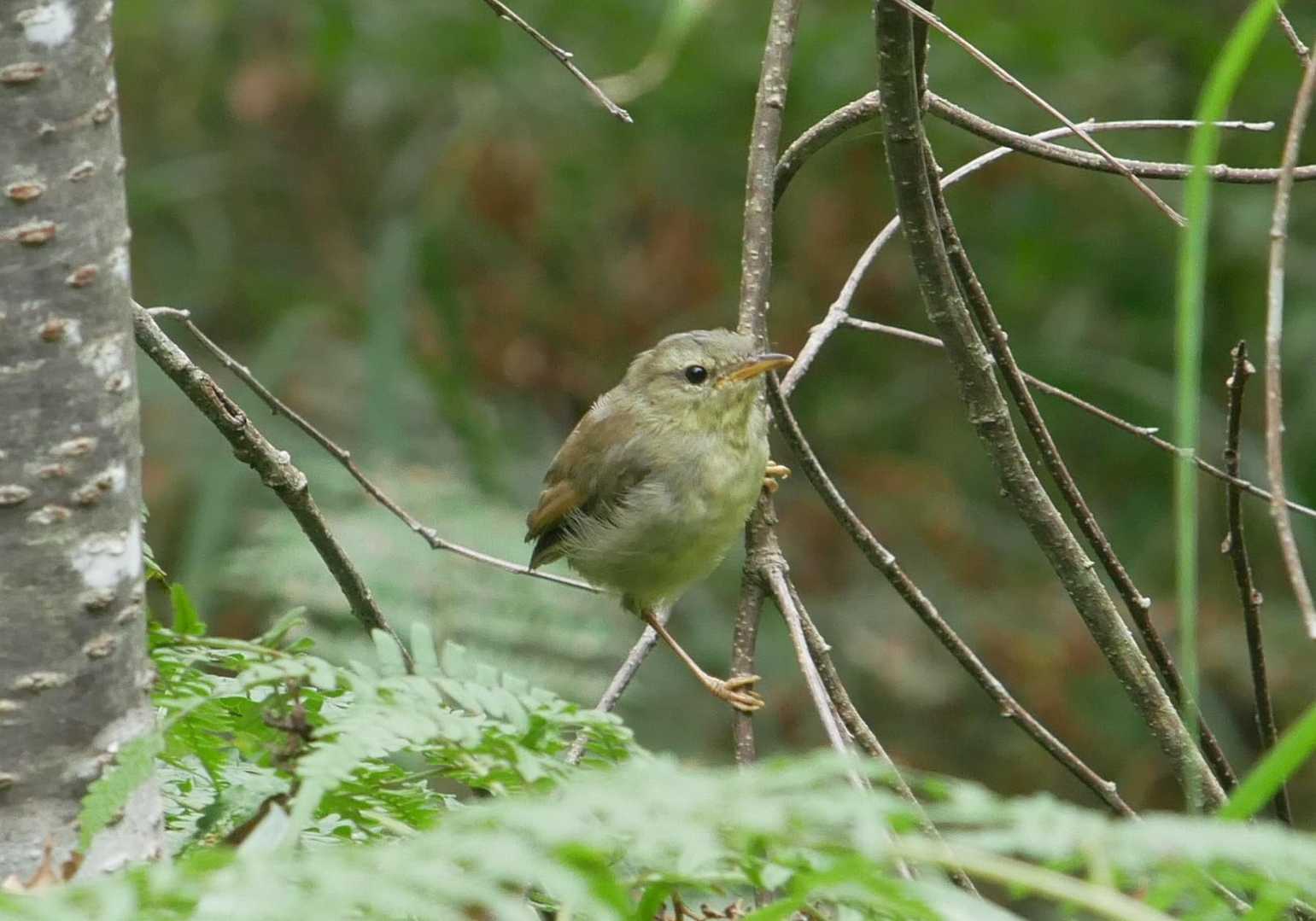 ヤブの中からコンニチワ
