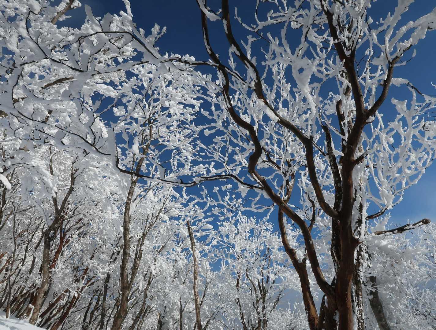 高見登山口→山頂→平野バス停　周遊コースの写真
