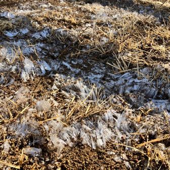 ｼｬﾘｼｬﾘすると思ったら　霜柱❄️が…😳