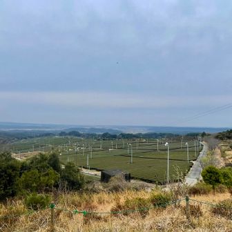 東屋まで戻ってきたら茶茶茶🍵
もーすぐ一番茶の季節かしら