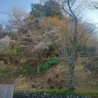 ここも桜が咲いています