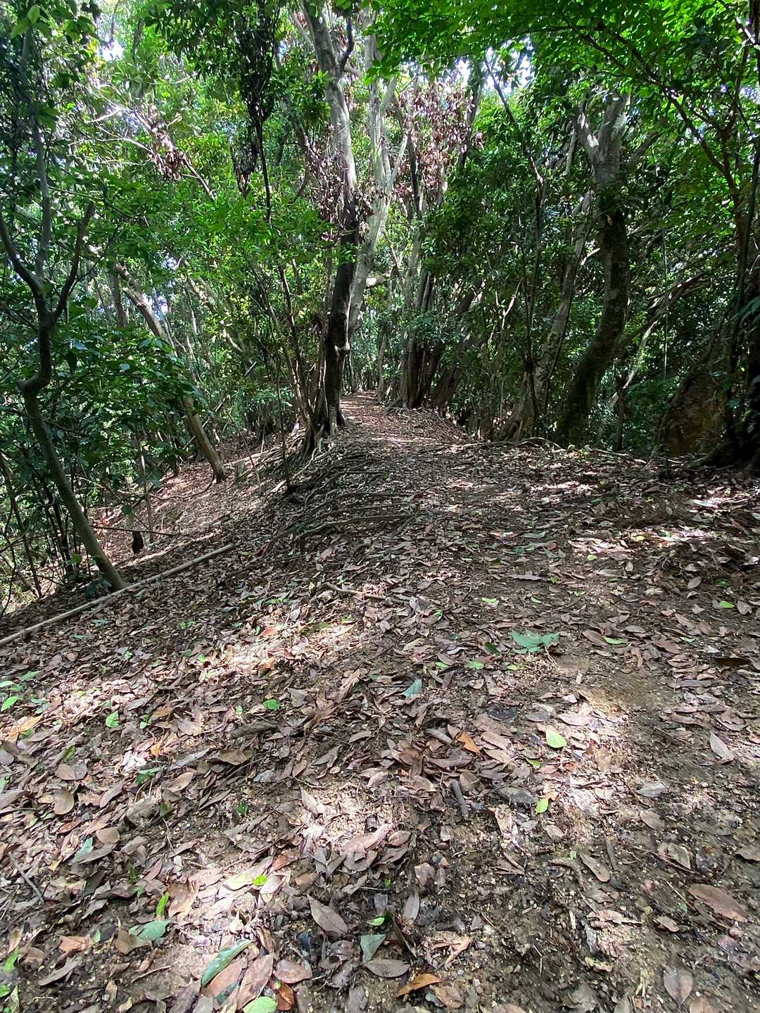 山頂付近は素晴らしい山道😊