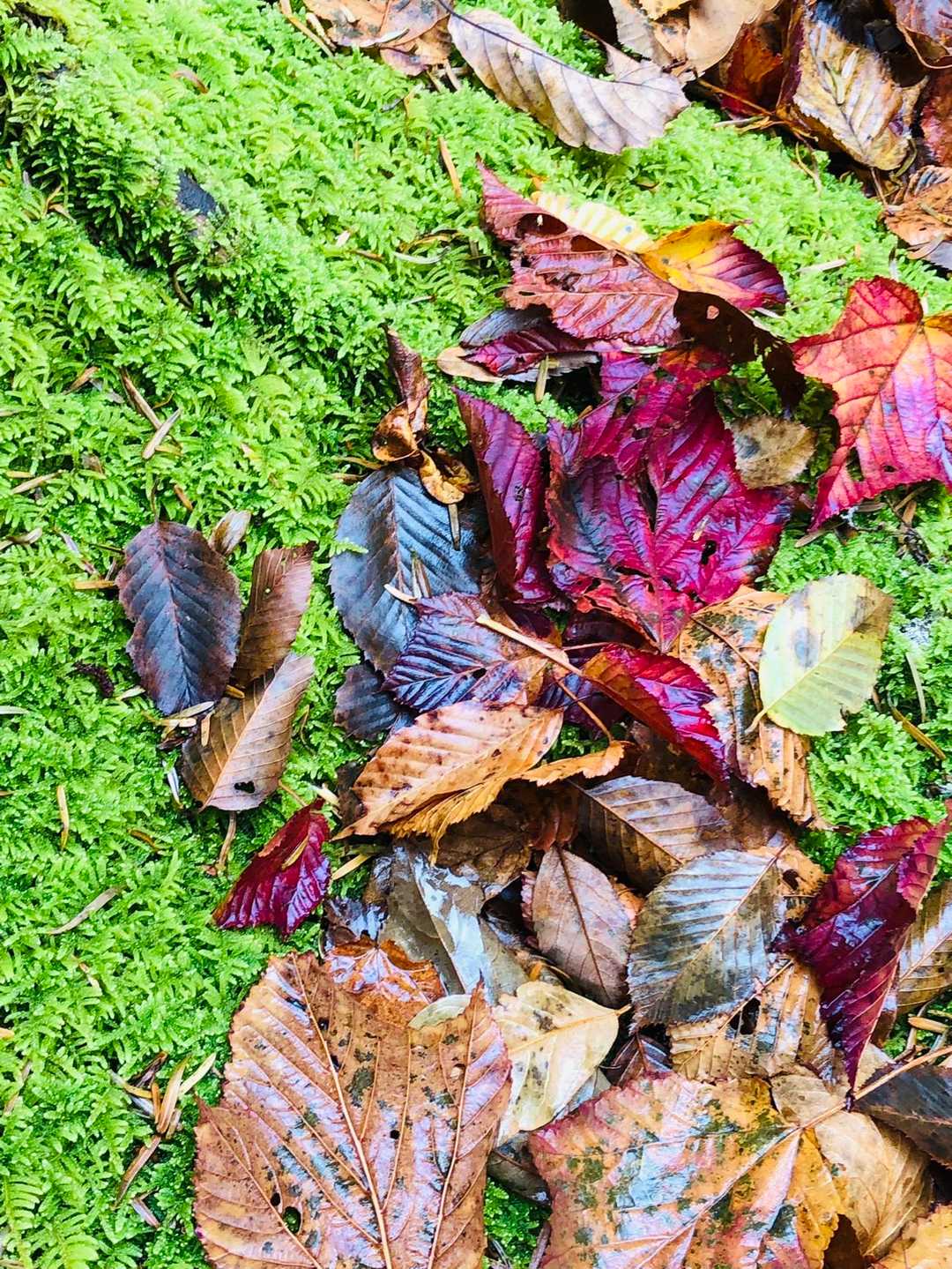 濡れた落ち葉鮮やかなな紅色🍂の綺麗なこと