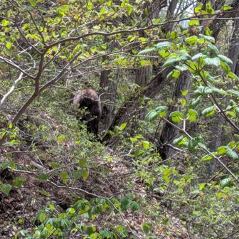 かもしかちゃん。　後姿