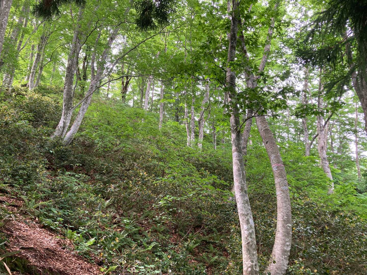 ブナの森になった🌳