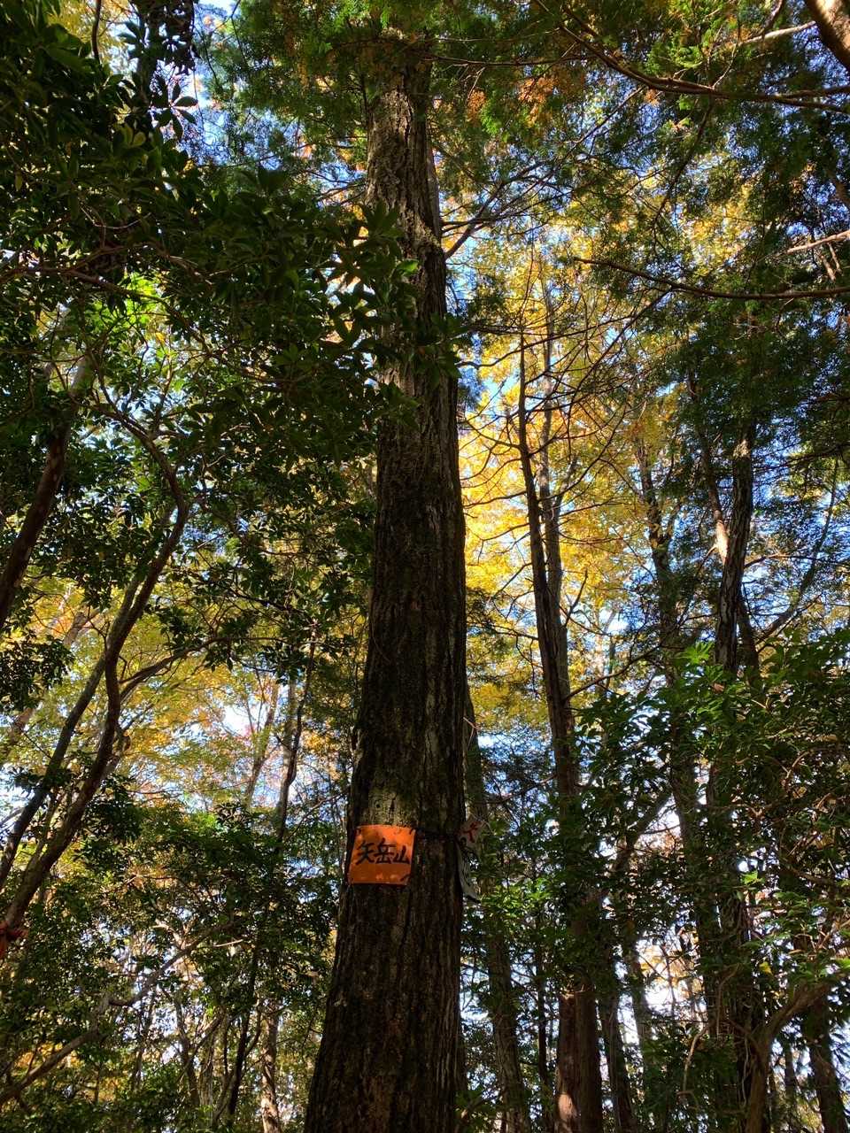 矢岳山（静岡県）の写真