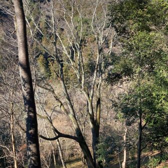 ヤマザクラの巨木