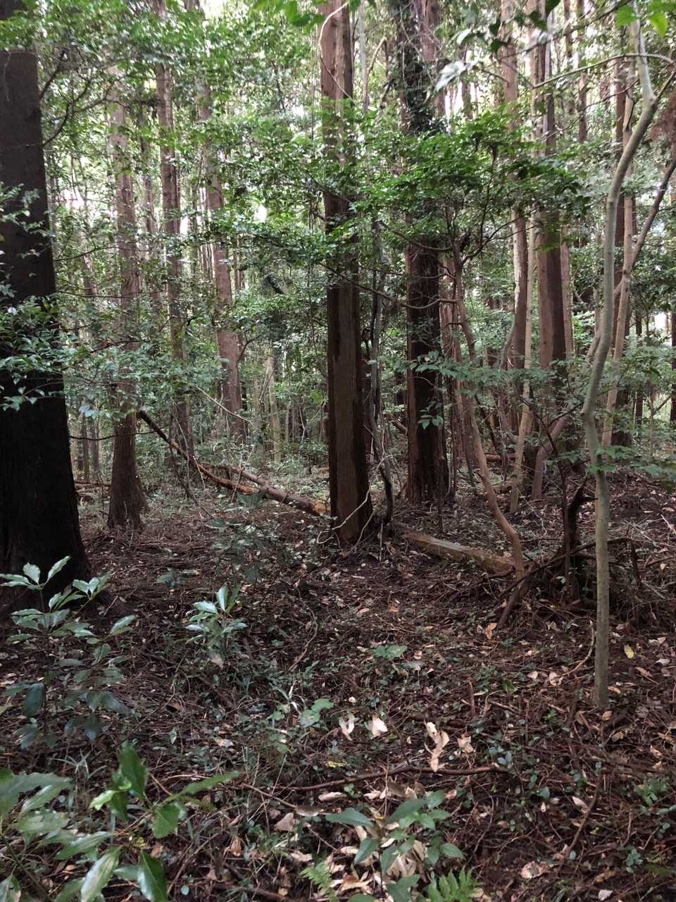 ここを平等寺山山頂とします⛰
またまたカンバン見つかりませんでした🪧💦