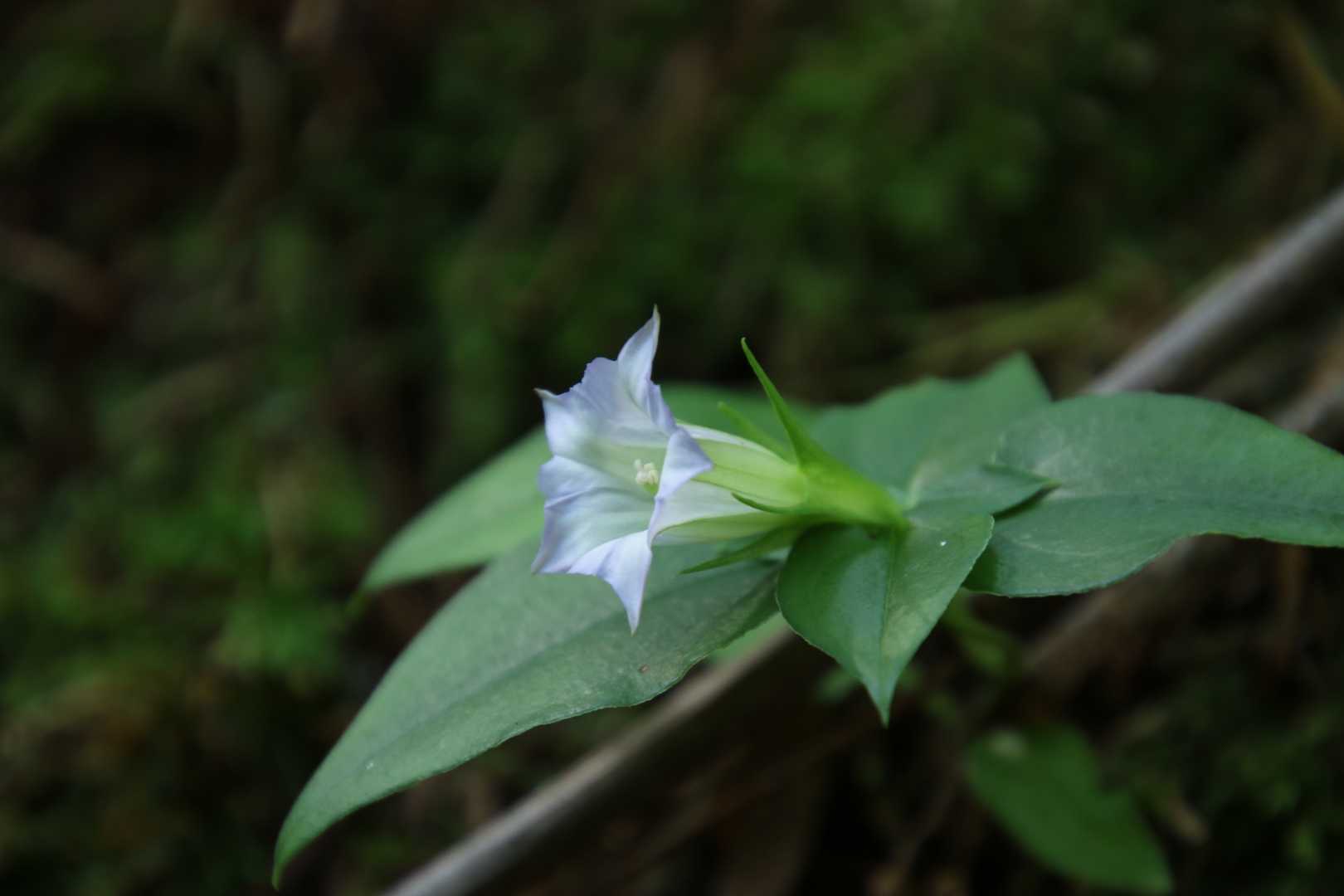 ツルリンドウが・・・イキイキと咲いてました〜💠