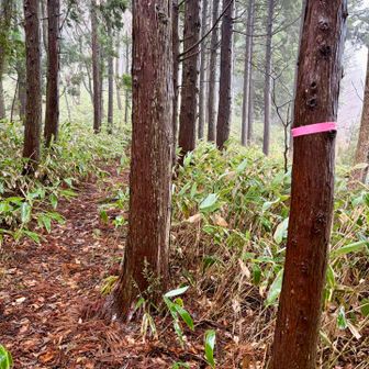 笹藪の登りをひたすら歩く🚶‍♀️