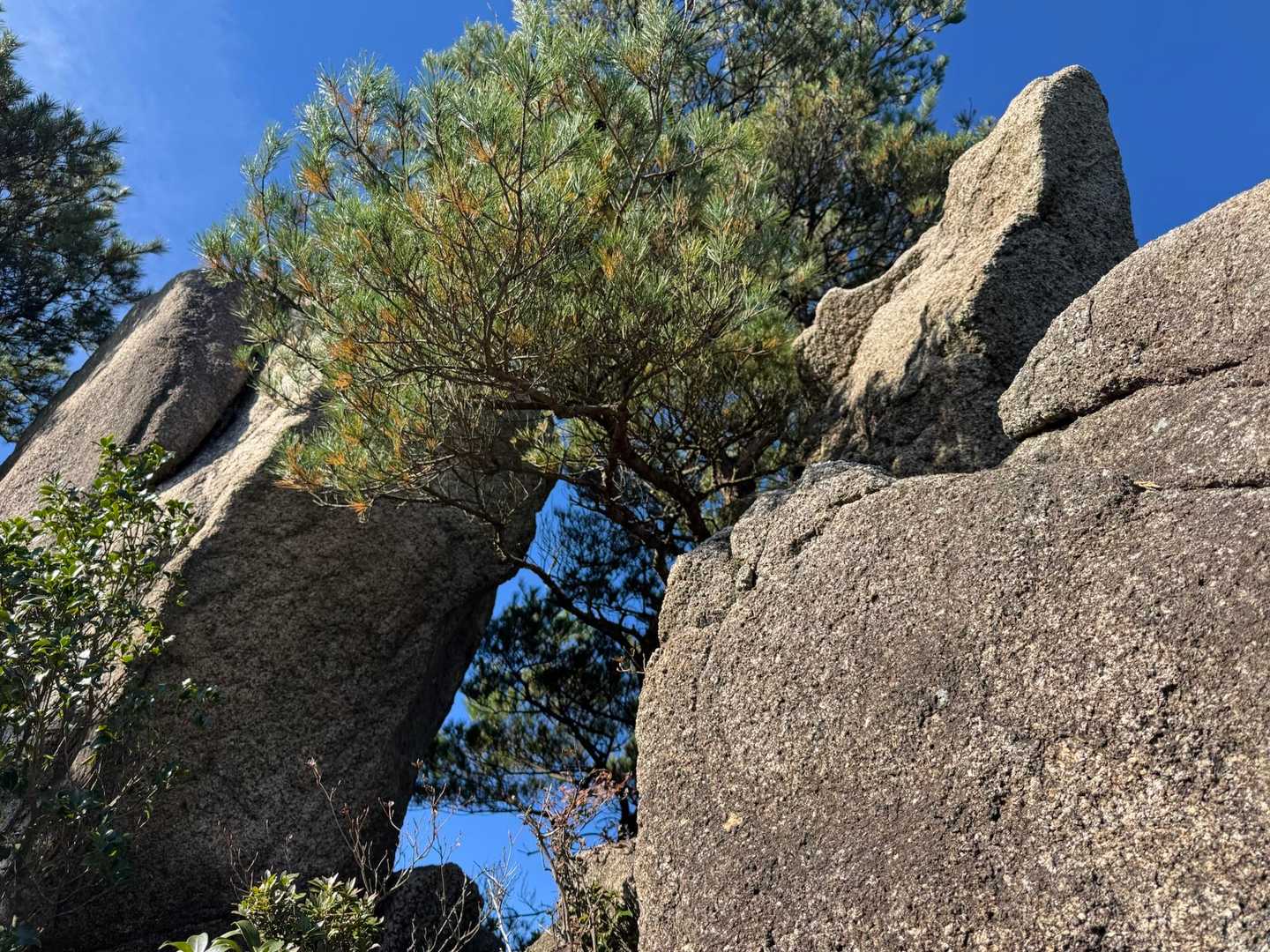 臼杵山登山口-鬼ヶ牙登山口-鬼ヶ牙本峰-長坂の頭-船石-ベ 周回コースの写真