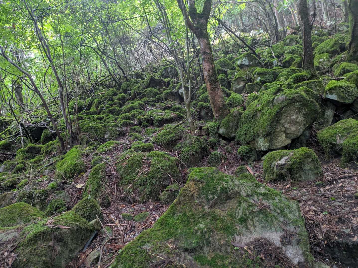 うわ〜・・・
苔が立派や〜😆
