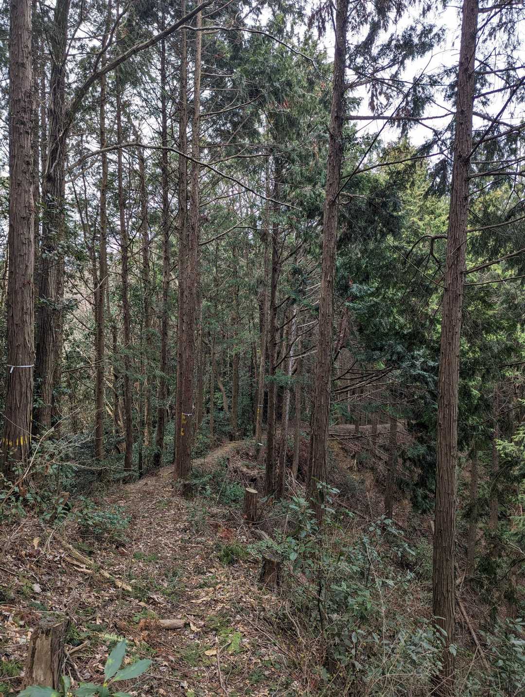 不動山-行者杉-杉尾峠 周回コースの写真