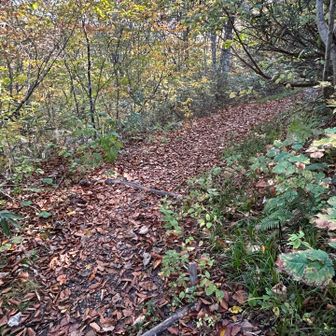 🍂落ち葉🍂の絨毯でふかふか快適に🥾