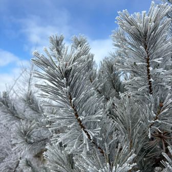 クリスマスっぽい
