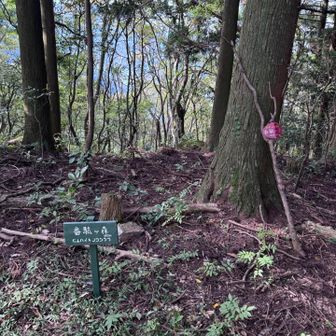 番駄ヶ森
生ぬるい山やった