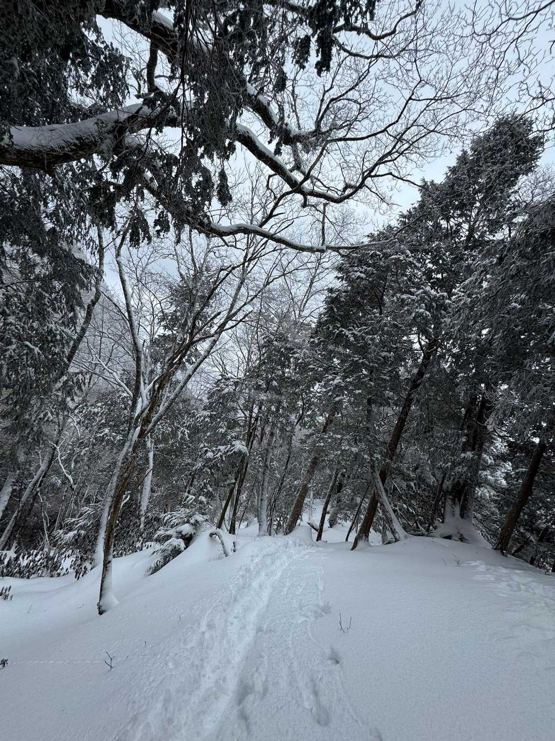 帰り道は吹雪も止んで平和でした🕊️