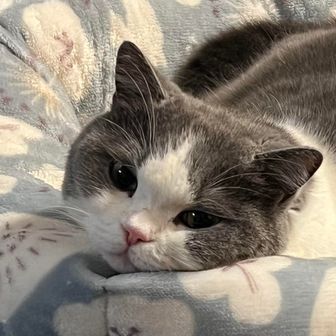 あむあむまるお