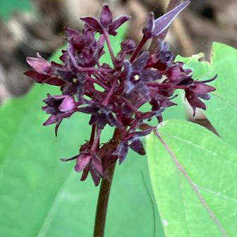こんな花、タチシオデに似てるけど色は紫