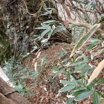 ここの鎖場の取り付きへは少し笹があります。