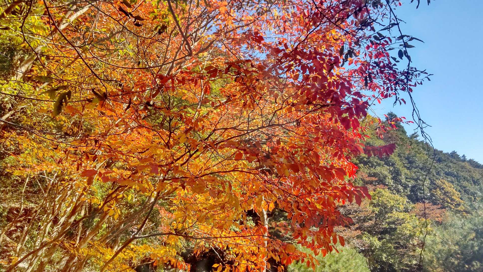 三池岳登山口-三池岳-八風峠 周回コースの写真