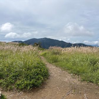 金剛山方面とススキ