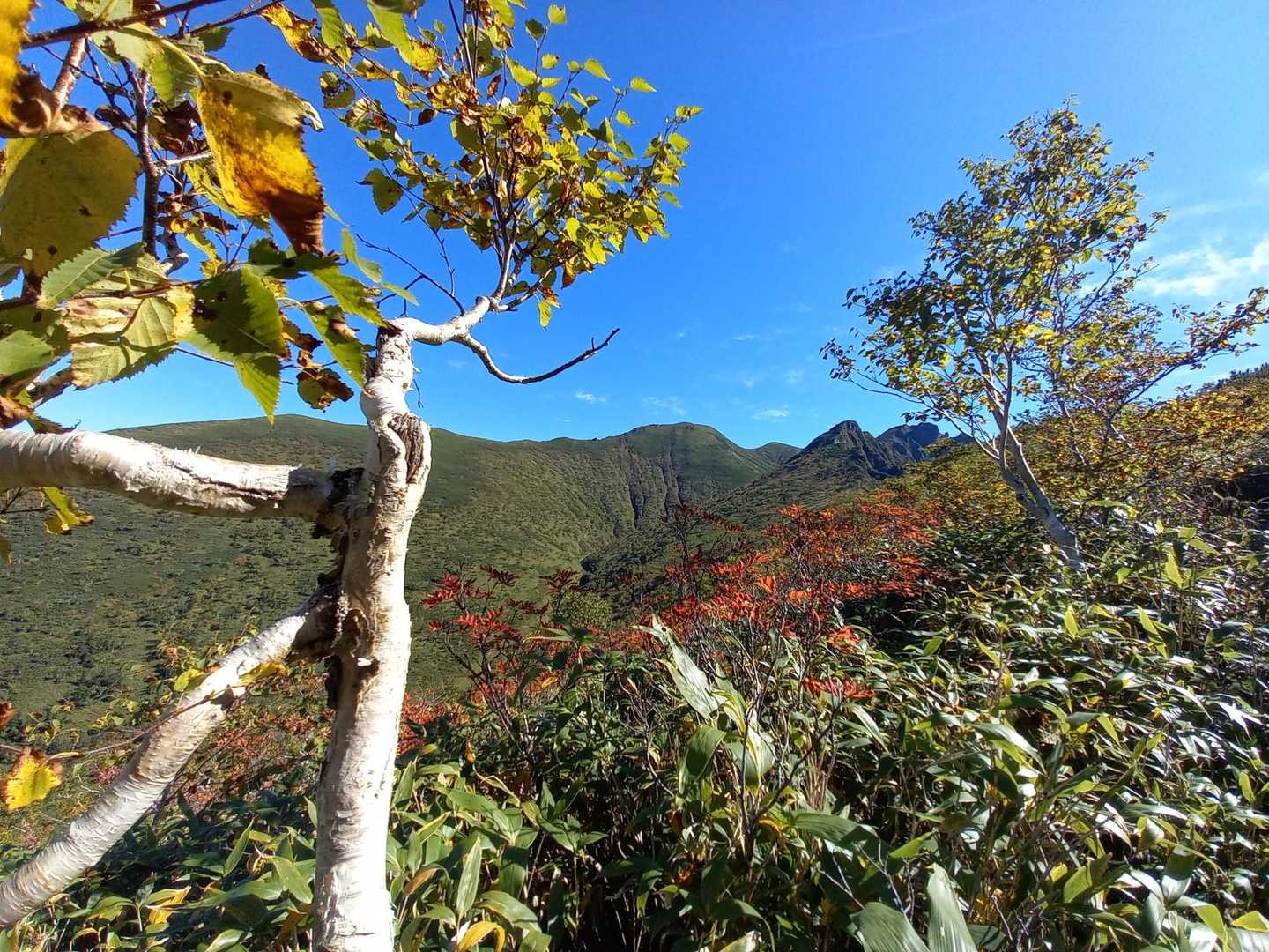 紅葉してる❗