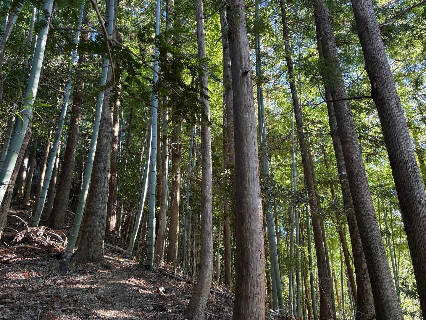 竹林を抜けて