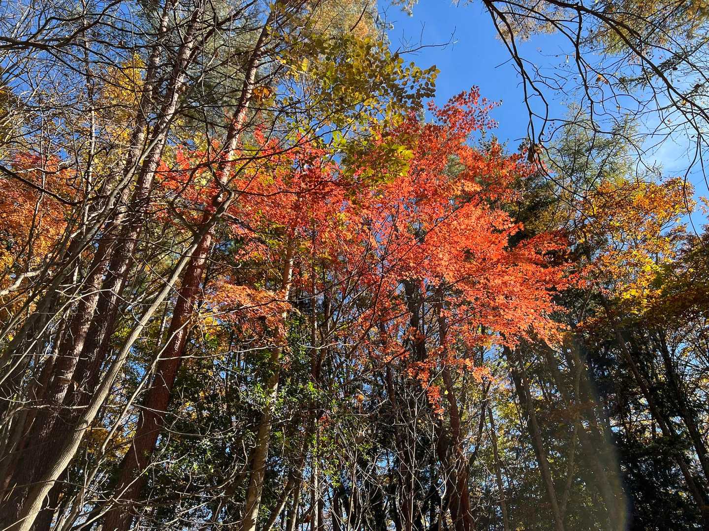 目に鮮やかな赤めのオレンジ🧡