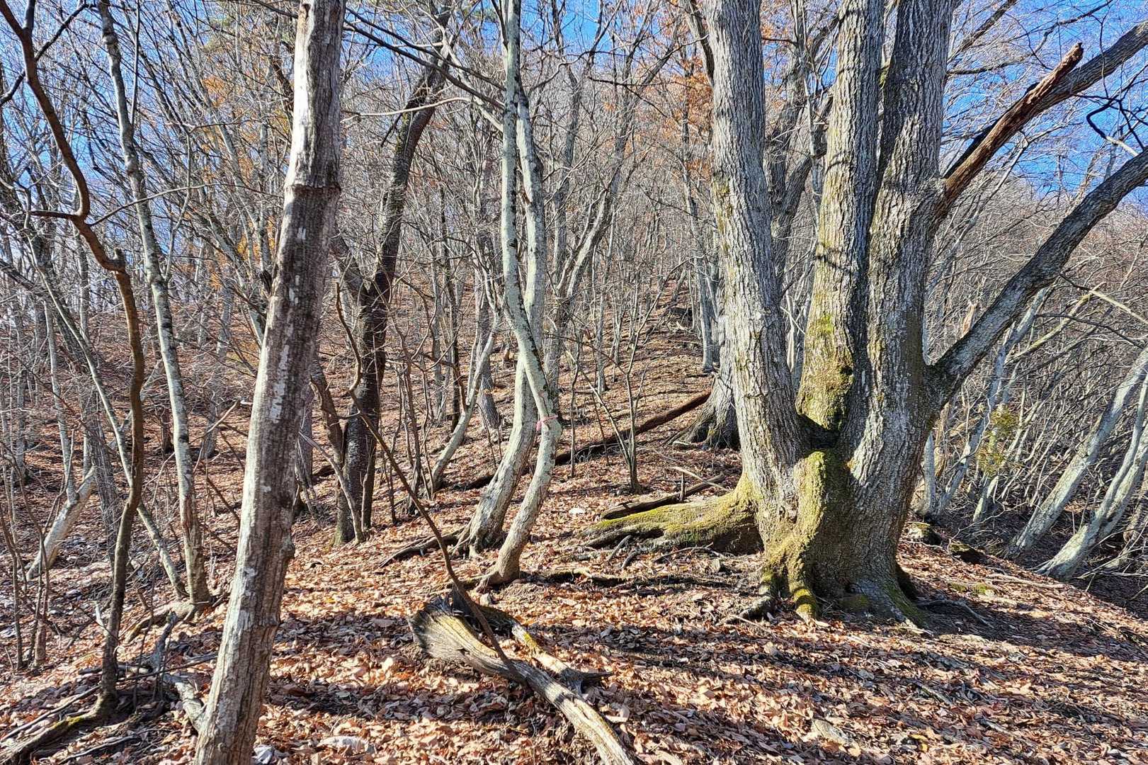 写真じゃ伝わらない超急登
落葉も凄いのでとても登り辛い😅
下山は滑るのでズリ足で降りました
