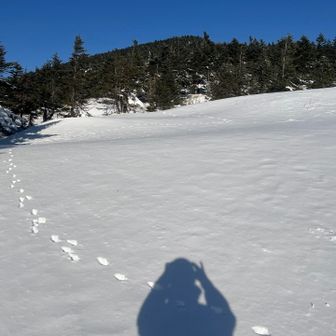 うさぎ🐇の足跡たくさん