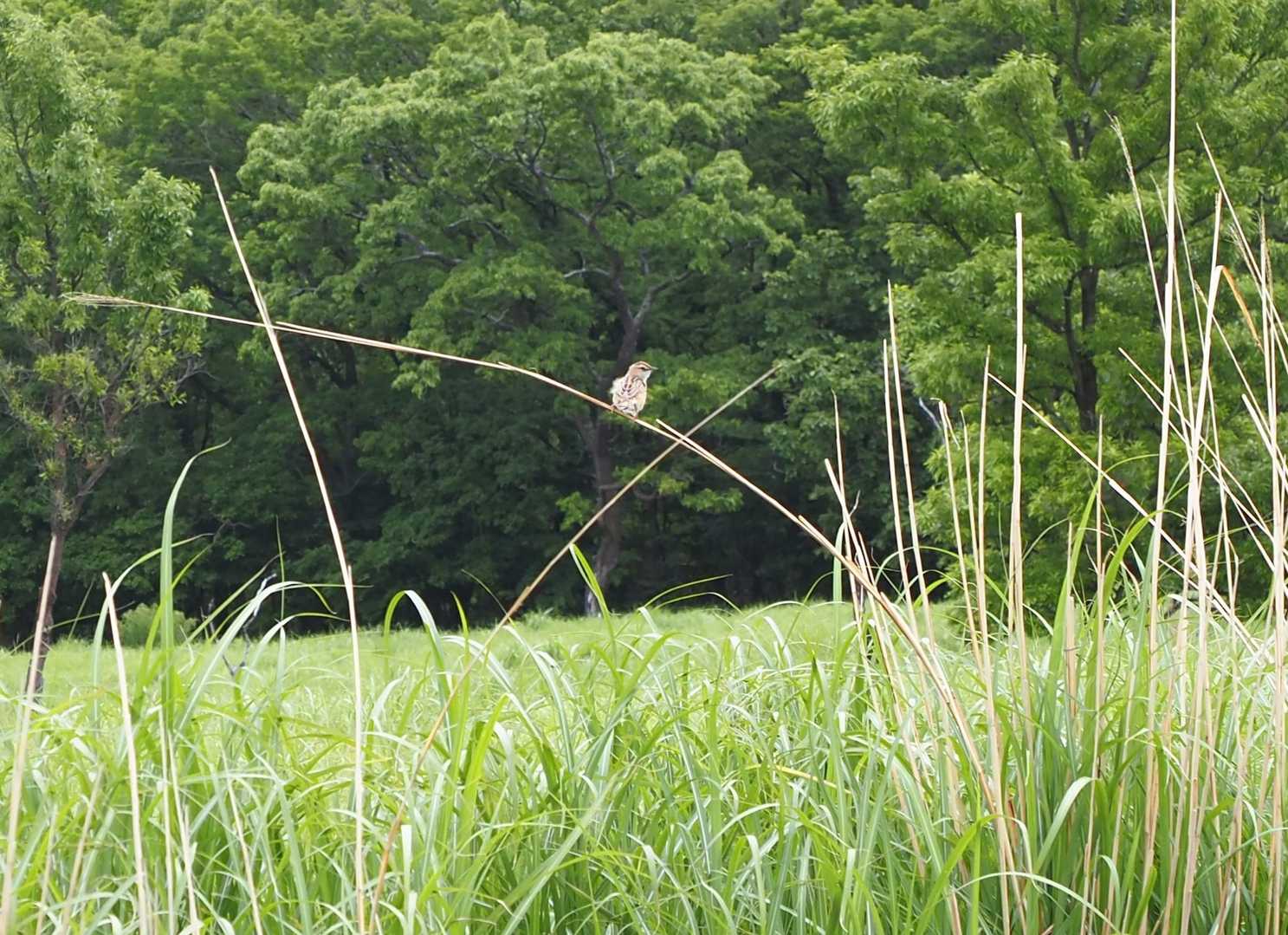 小鳥さん