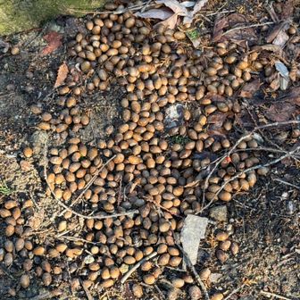 大岩脇のどんぐり。