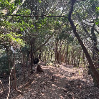 苦楽園尾根道を下る