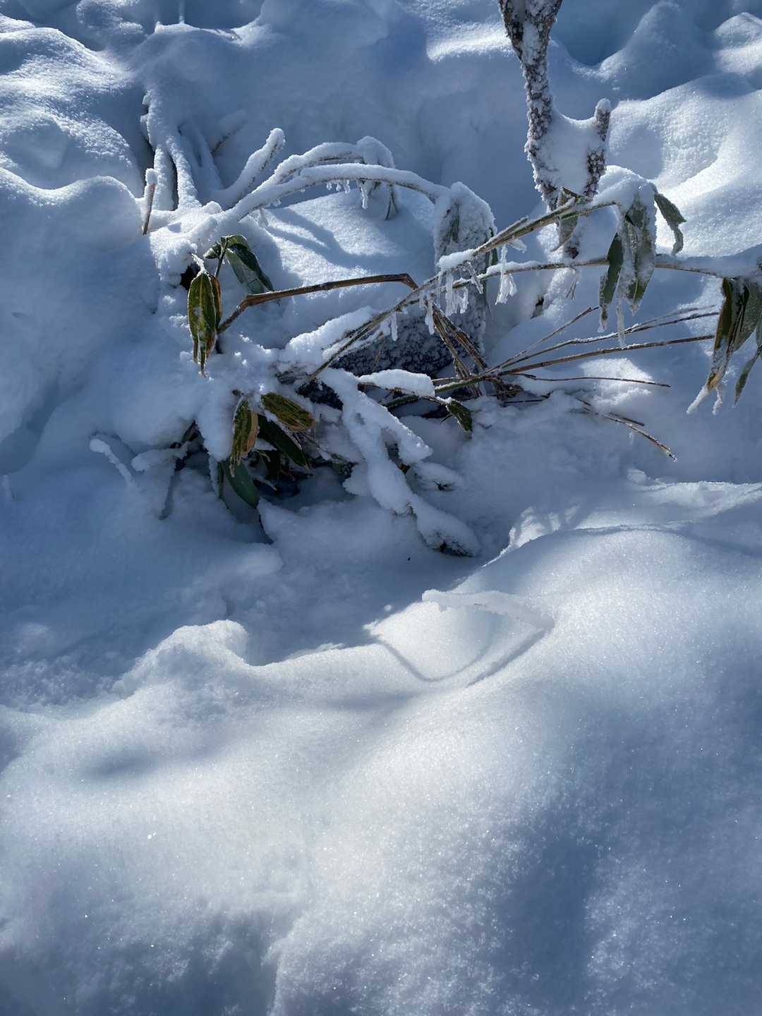 道内で7箇所ある天測点が、ここに設置されてます。
雪に埋もれ、笹に覆われているので、綺麗に撮影出来ませんでした。
