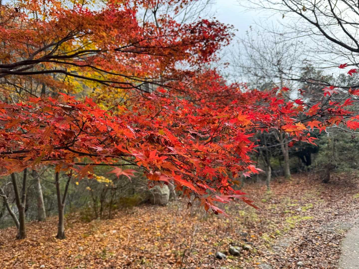 色づきが鮮やかな木々が多いので
下山も楽しいです。
