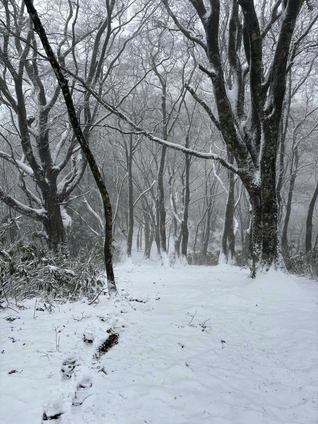 千軒平-もみじ平 周回コースの写真