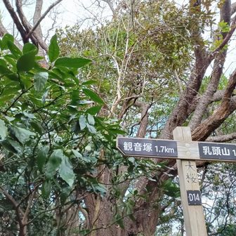 大桜、きっと春には咲く