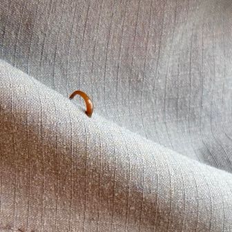 ねこちゃんがヒルに襲われた😱
こんなにちっちゃいの？

シャクトリムシとの違いが分からない😭